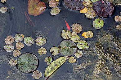 软萌多人即时对战RTS《果冻部队》首次参与Steam Next Fest！